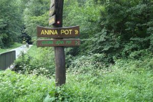 gozdna_pot08