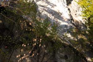 ledenica02